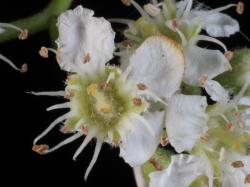Cotoneaster bacillaris: Flower.
 Image: D. Glenny © Landcare Research 2017 CC BY 3.0 NZ